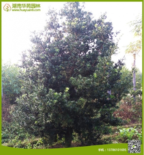羅漢松
